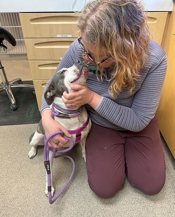 dog-and-vet