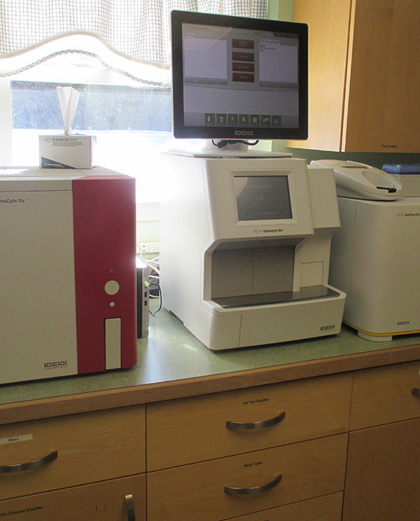 lab