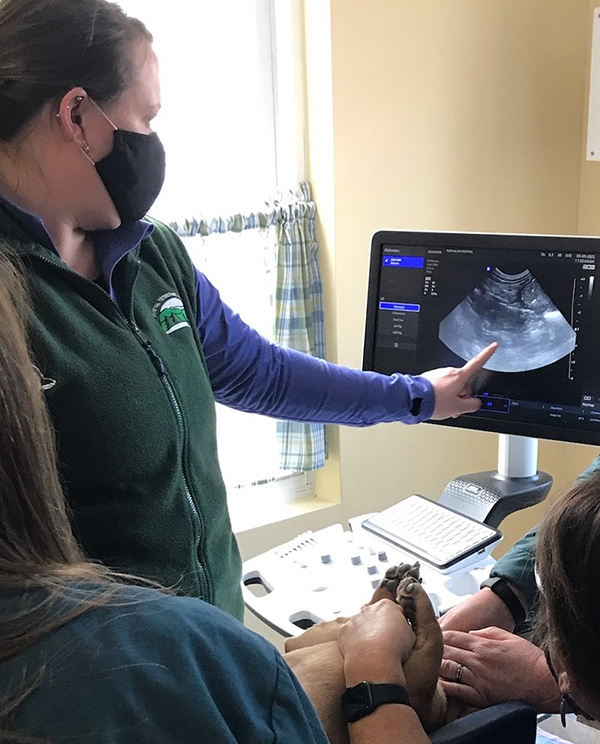 ultrasound