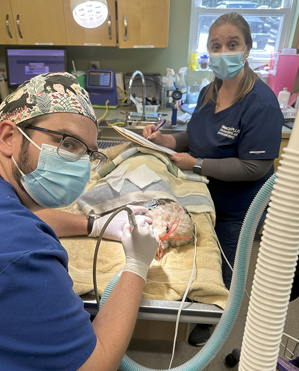 vets-procedure