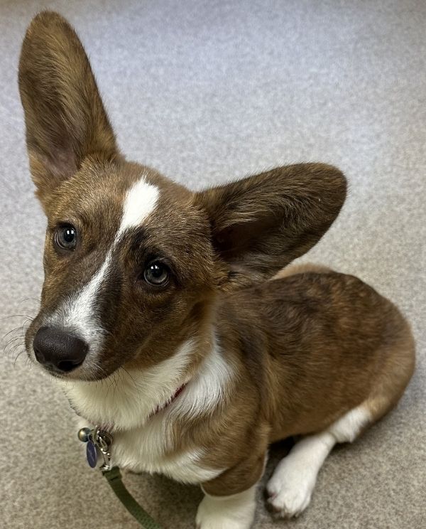 A brown and white dog sitting calmly on a wooden floor
