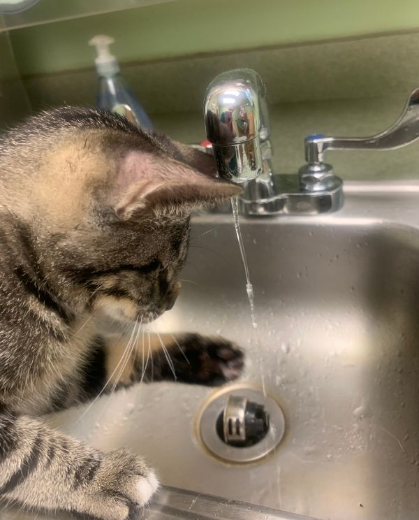 A cat is drinking water from a running faucet in a kitchen sink