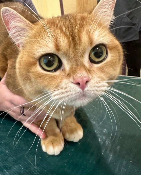 A cat sitting on a table beside its owner