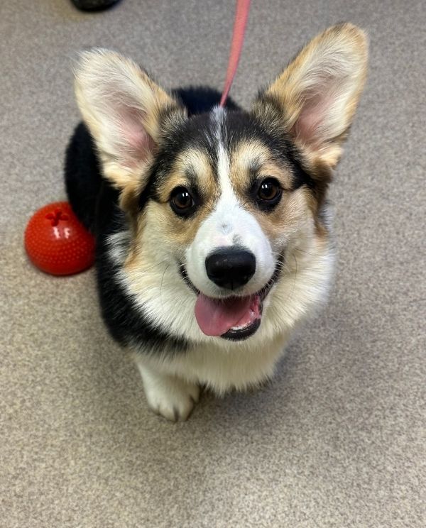 A dog sitting on the floor next to a bright red ball