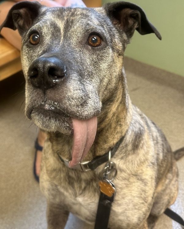 A dog with its tongue out, sitting happily on a floor