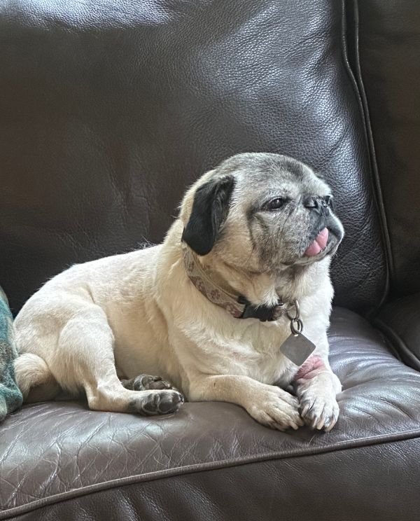 A puppy sitting on a sofa