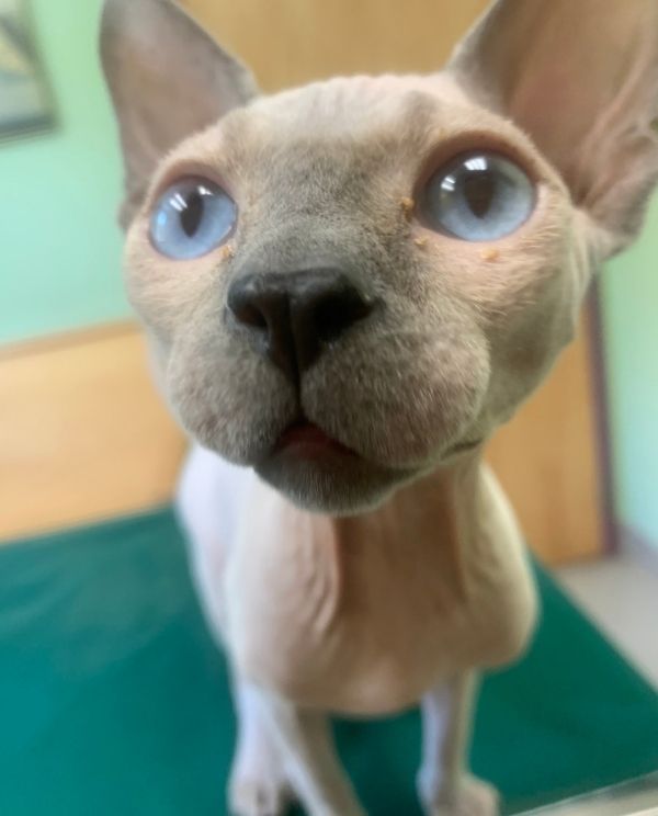 Close-up of a cat featuring striking blue eyes